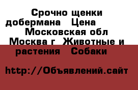 Срочно щенки добермана › Цена ­ 10 000 - Московская обл., Москва г. Животные и растения » Собаки   